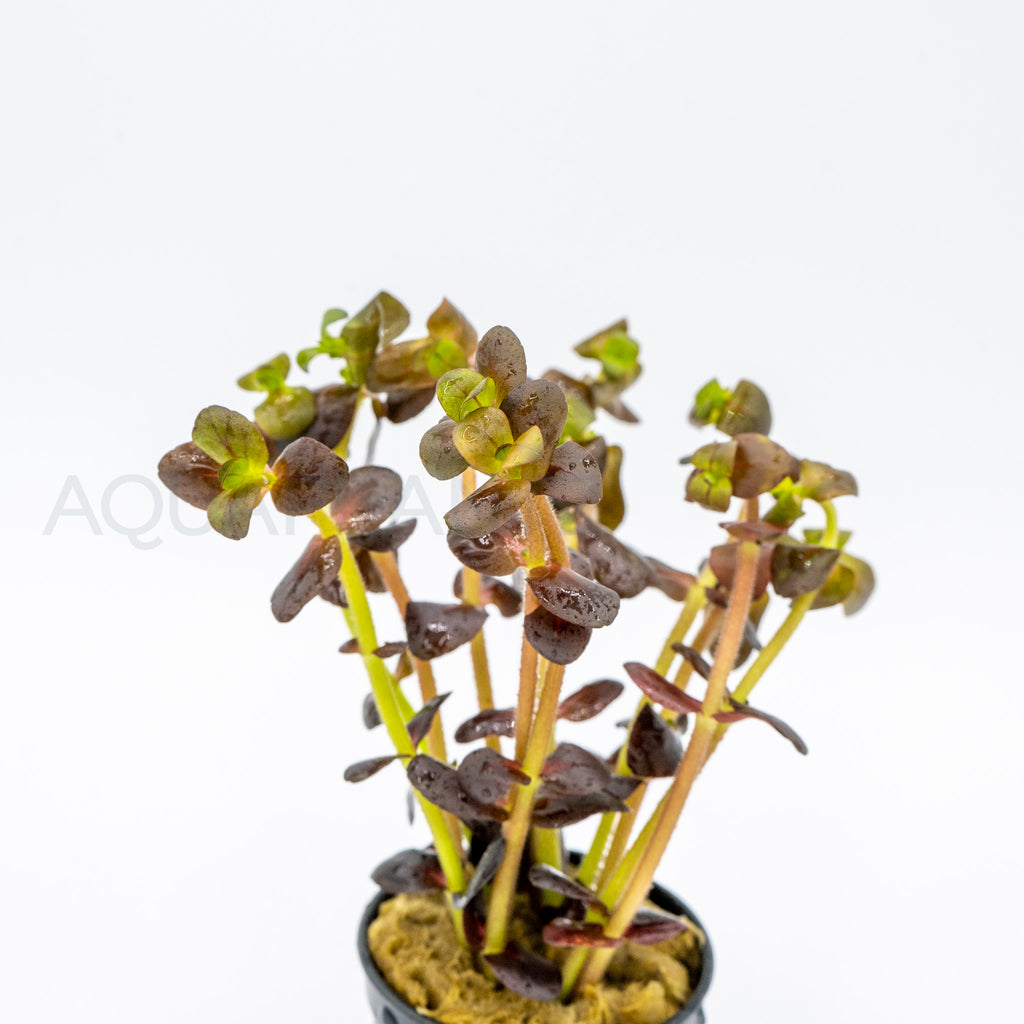 Bacopa salzmannii Purple aquarium plant — Aquaplantz Canada