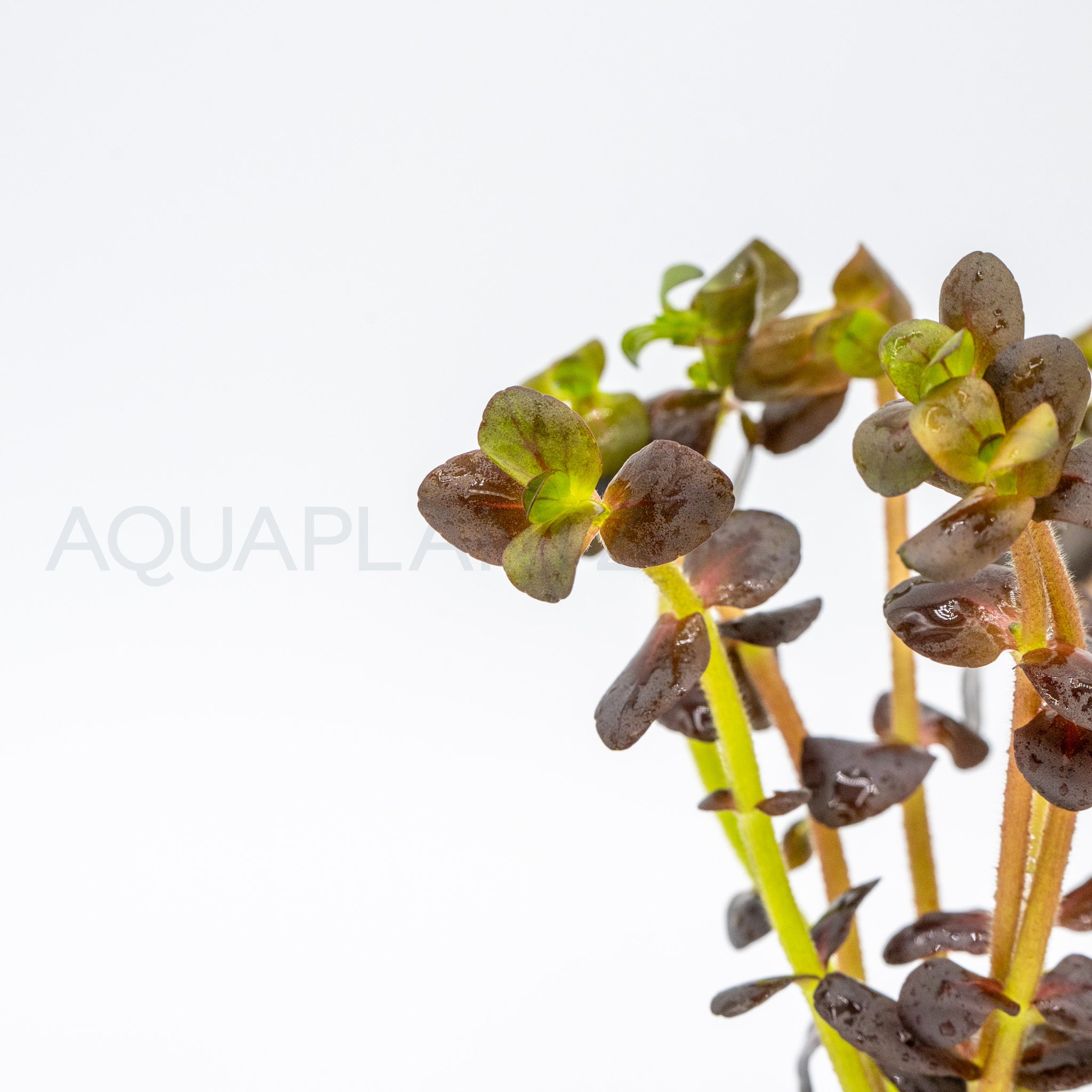 Bacopa salzmannii Purple aquarium plant — Aquaplantz Canada