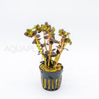 Bacopa salzmannii Purple aquarium plant — Aquaplantz Canada