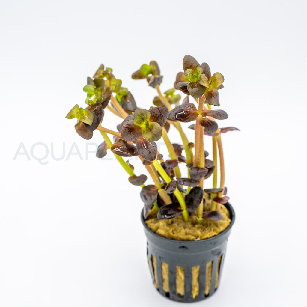 Bacopa salzmannii Purple aquarium plant — Aquaplantz Canada