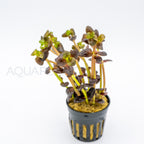 Bacopa salzmannii Purple aquarium plant — Aquaplantz Canada