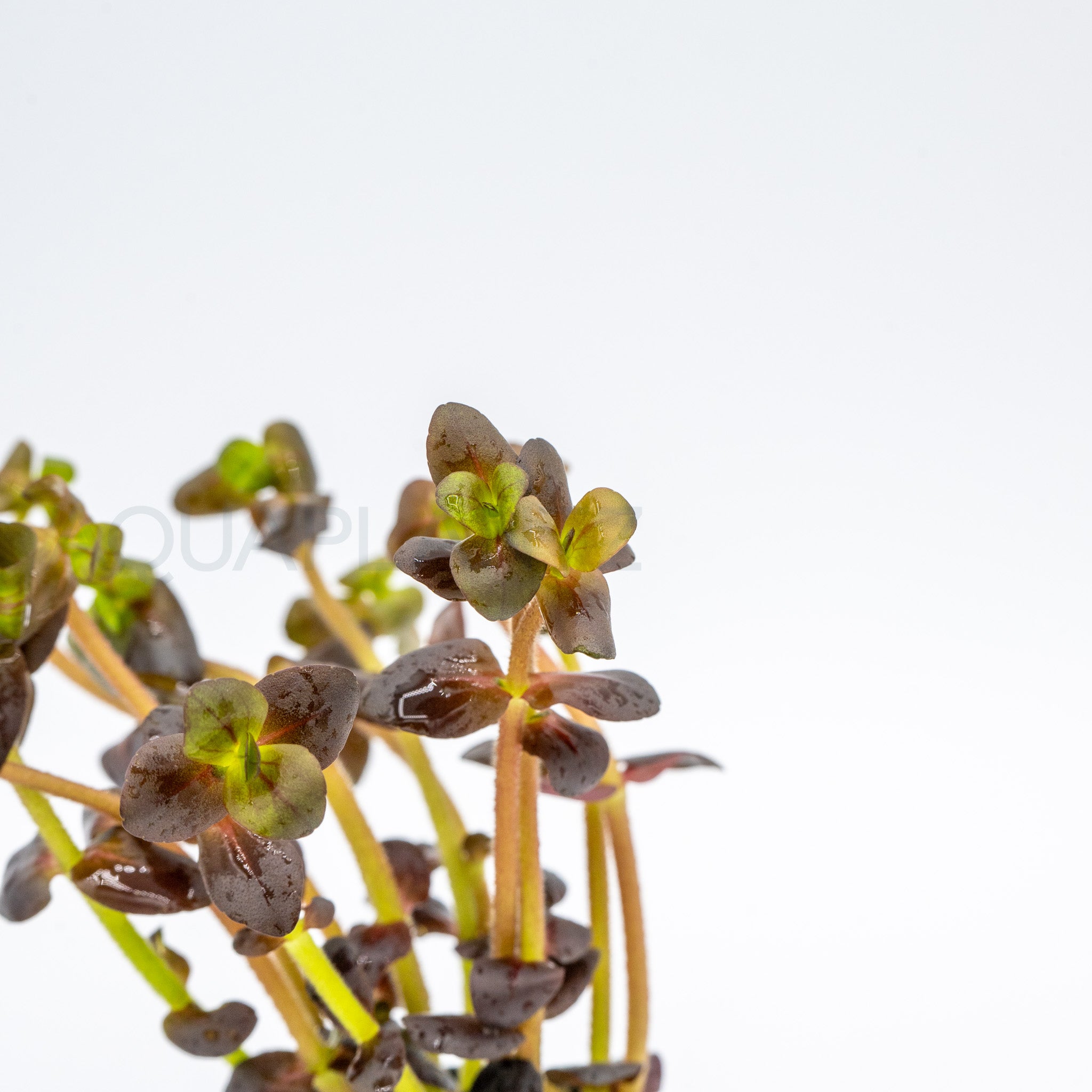 Bacopa salzmannii Purple aquarium plant — Aquaplantz Canada
