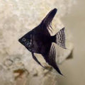 Black Long-Finned Angelfish (Small) angelfish — Aquaplantz Canada
