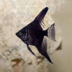 Black Long-Finned Angelfish (Small) angelfish — Aquaplantz Canada
