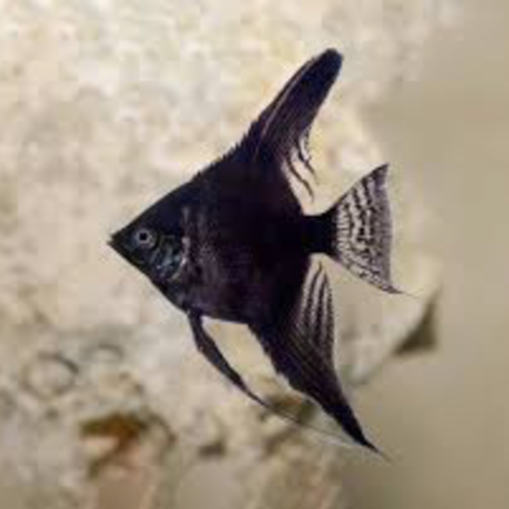 Black Long-Finned Angelfish (Small) angelfish — Aquaplantz Canada