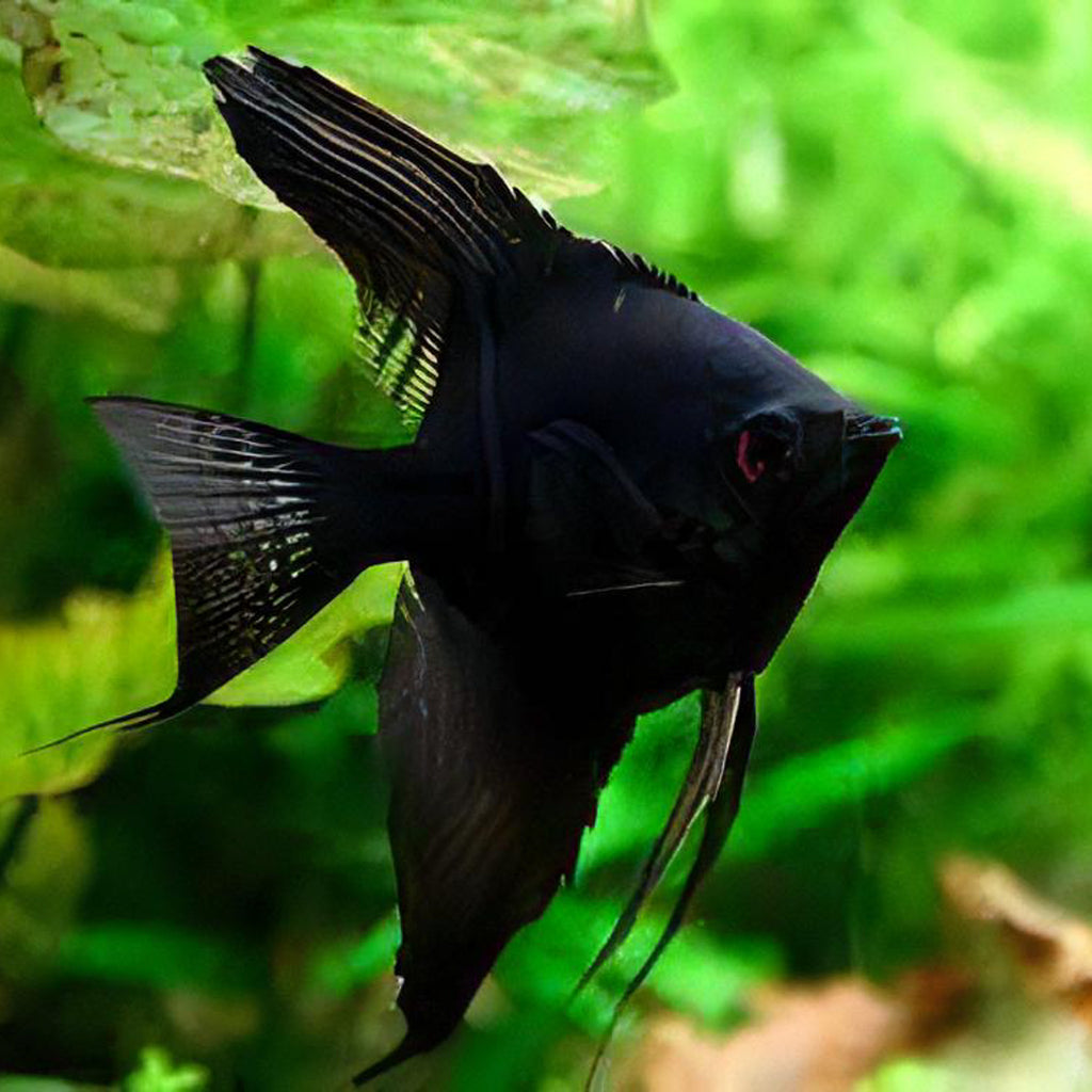 Black Long-Finned Angelfish (Small) angelfish — Aquaplantz Canada