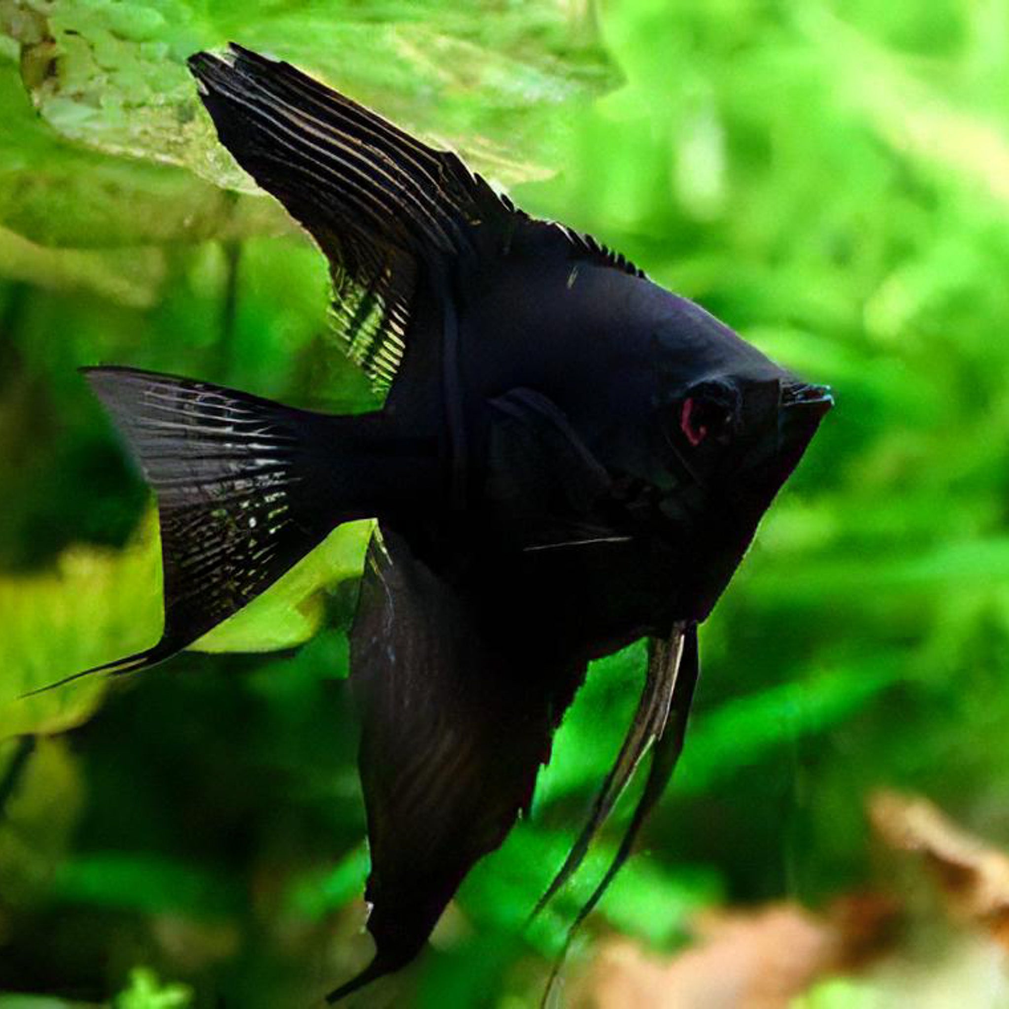 Black Long-Finned Angelfish (Small) angelfish — Aquaplantz Canada