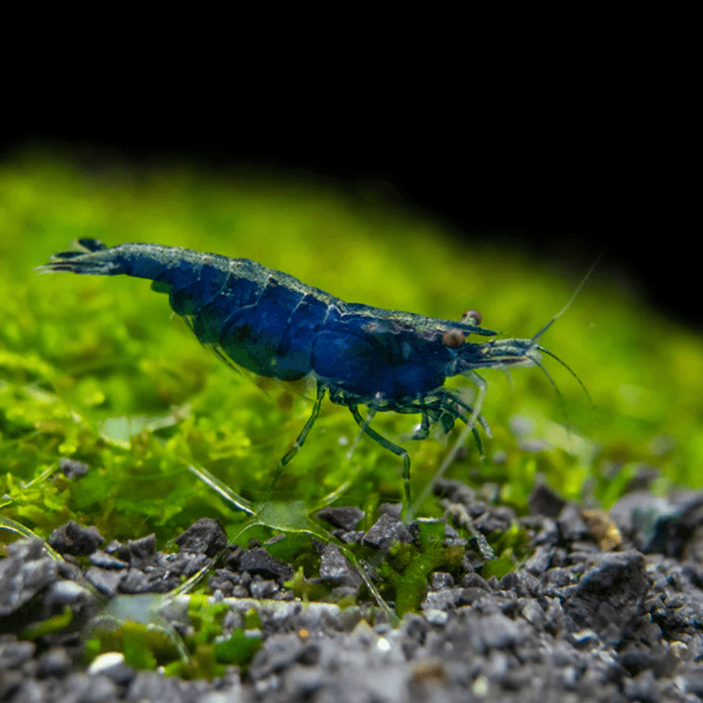 Blue Diamond Shrimp aquarium shrimp — Aquaplantz Canada