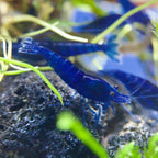 Blue Diamond Shrimp aquarium shrimp — Aquaplantz Canada