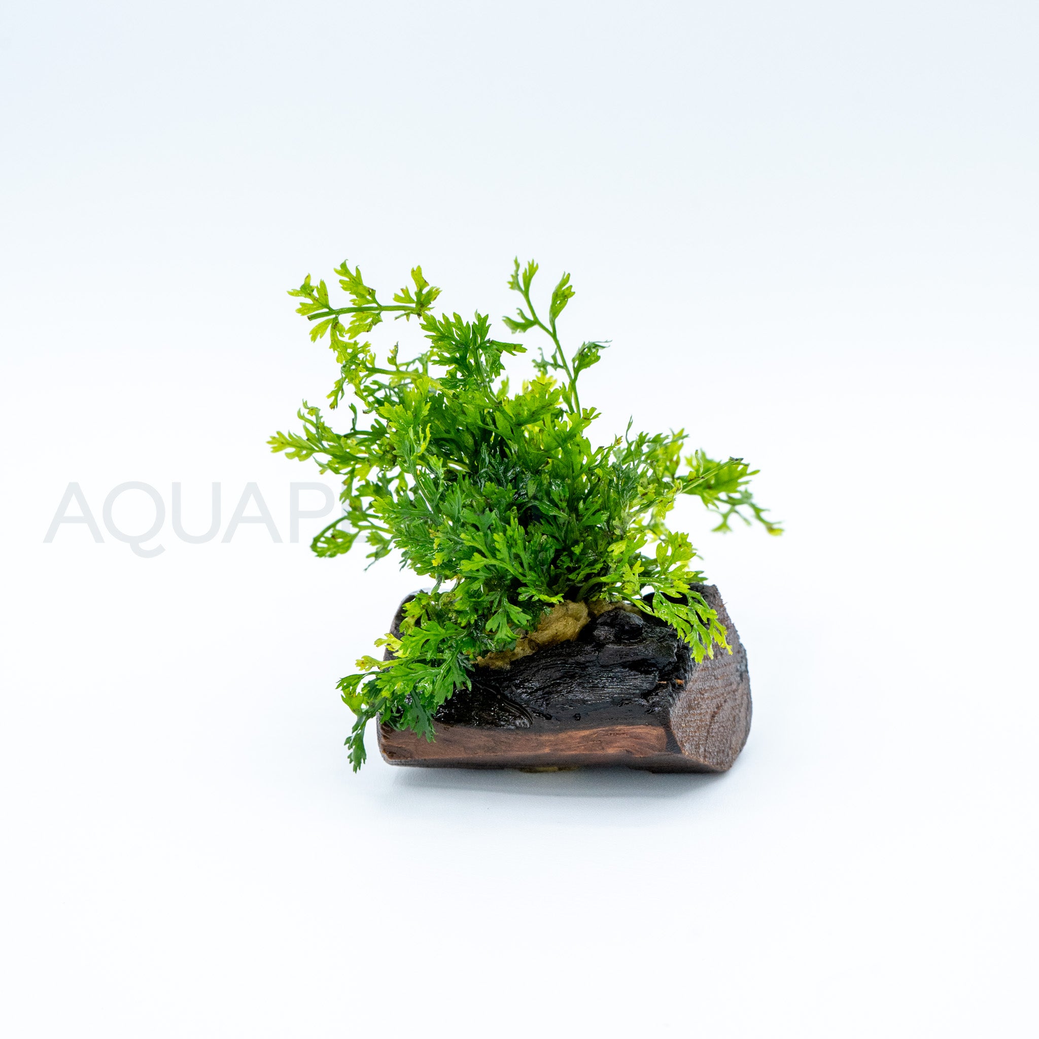 Bolbitis difformis on Nano Pterocarpus Wood aquarium plant on wood — Aquaplantz Canada