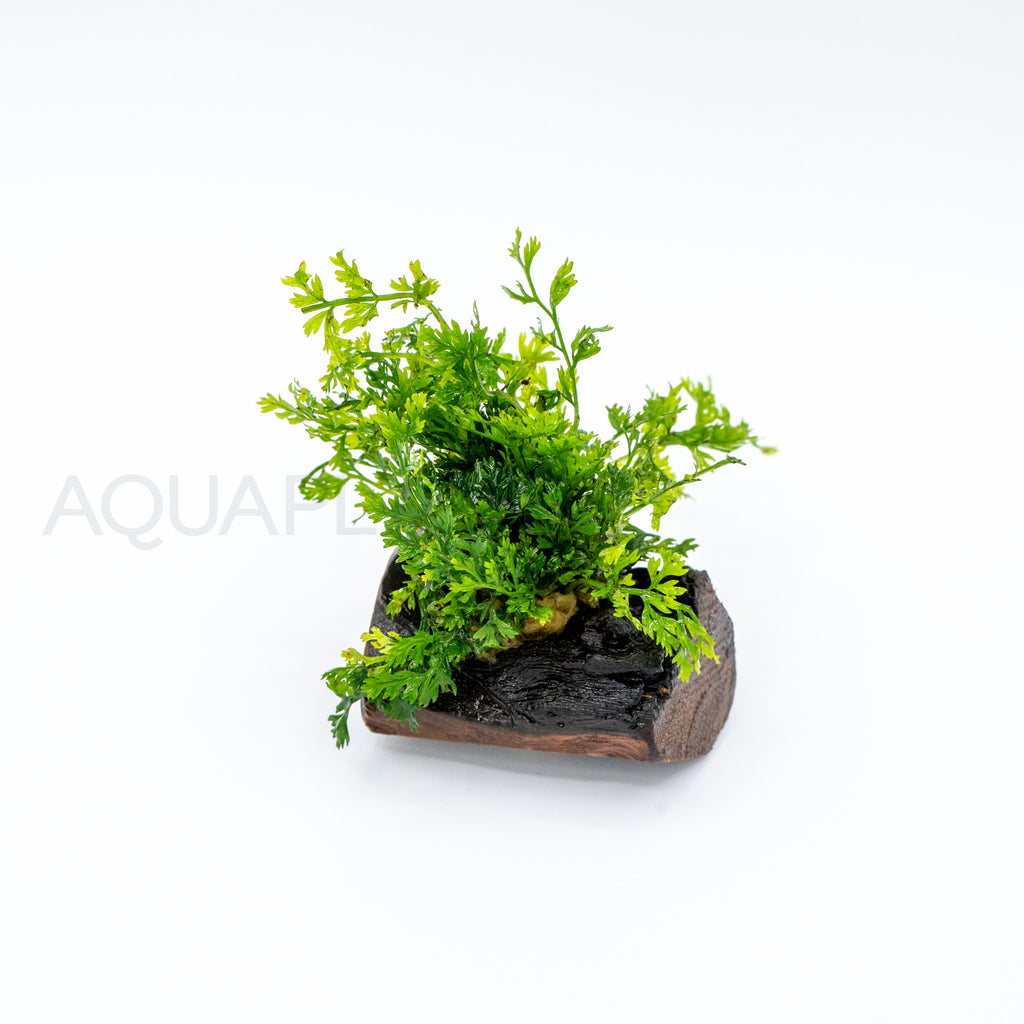 Bolbitis difformis on Nano Pterocarpus Wood aquarium plant on wood — Aquaplantz Canada