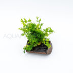 Bolbitis difformis on Nano Pterocarpus Wood aquarium plant on wood — Aquaplantz Canada