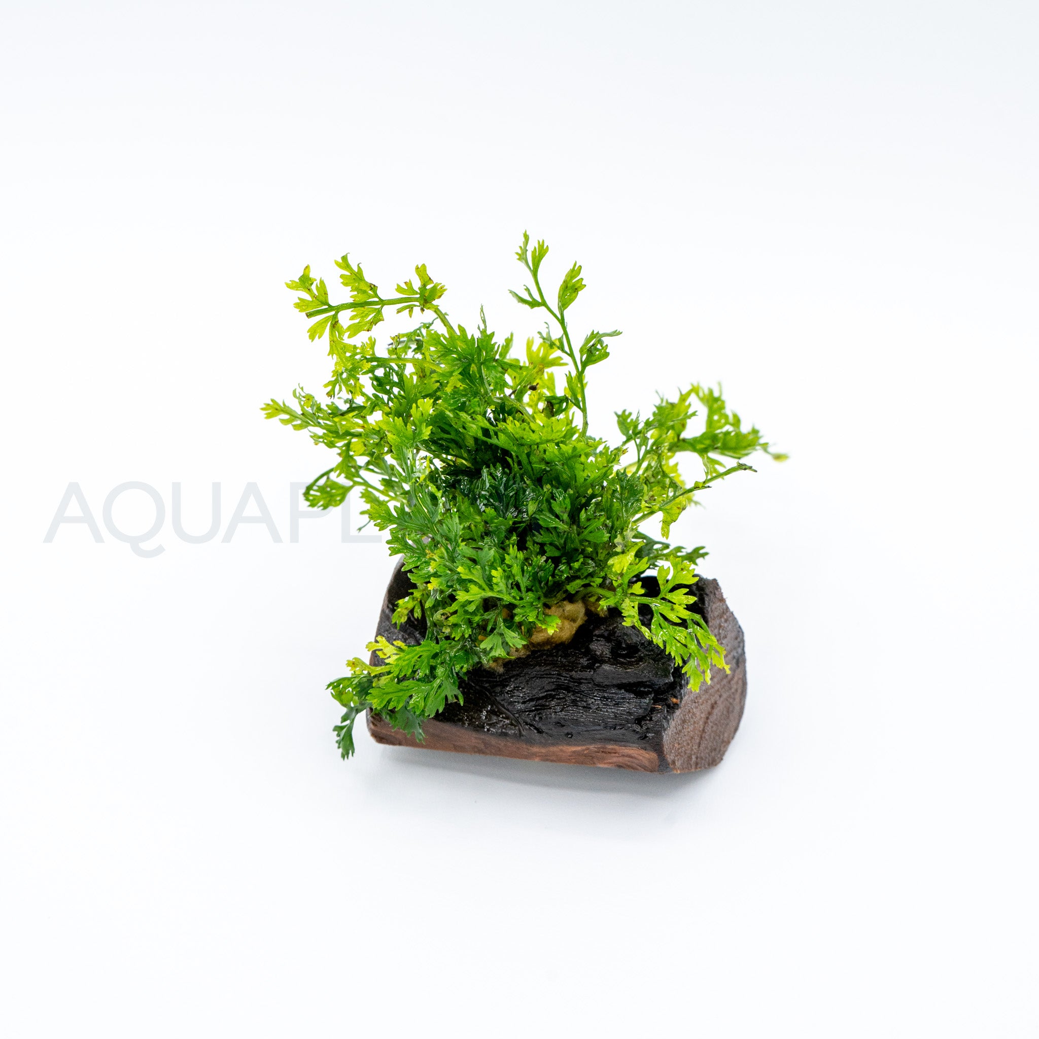 Bolbitis difformis on Nano Pterocarpus Wood aquarium plant on wood — Aquaplantz Canada