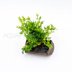 Bolbitis difformis on Nano Pterocarpus Wood aquarium plant on wood — Aquaplantz Canada