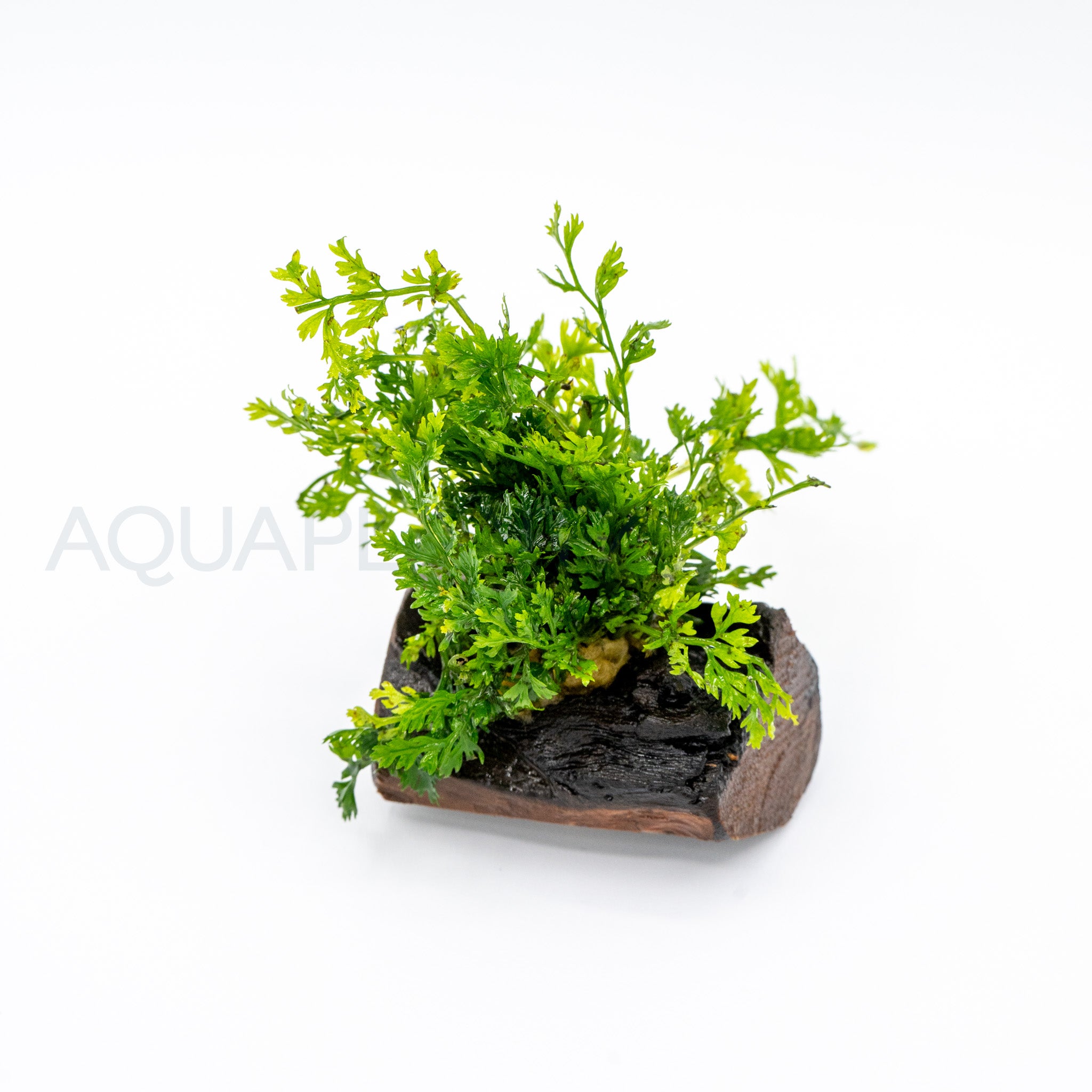 Bolbitis difformis on Nano Pterocarpus Wood aquarium plant on wood — Aquaplantz Canada