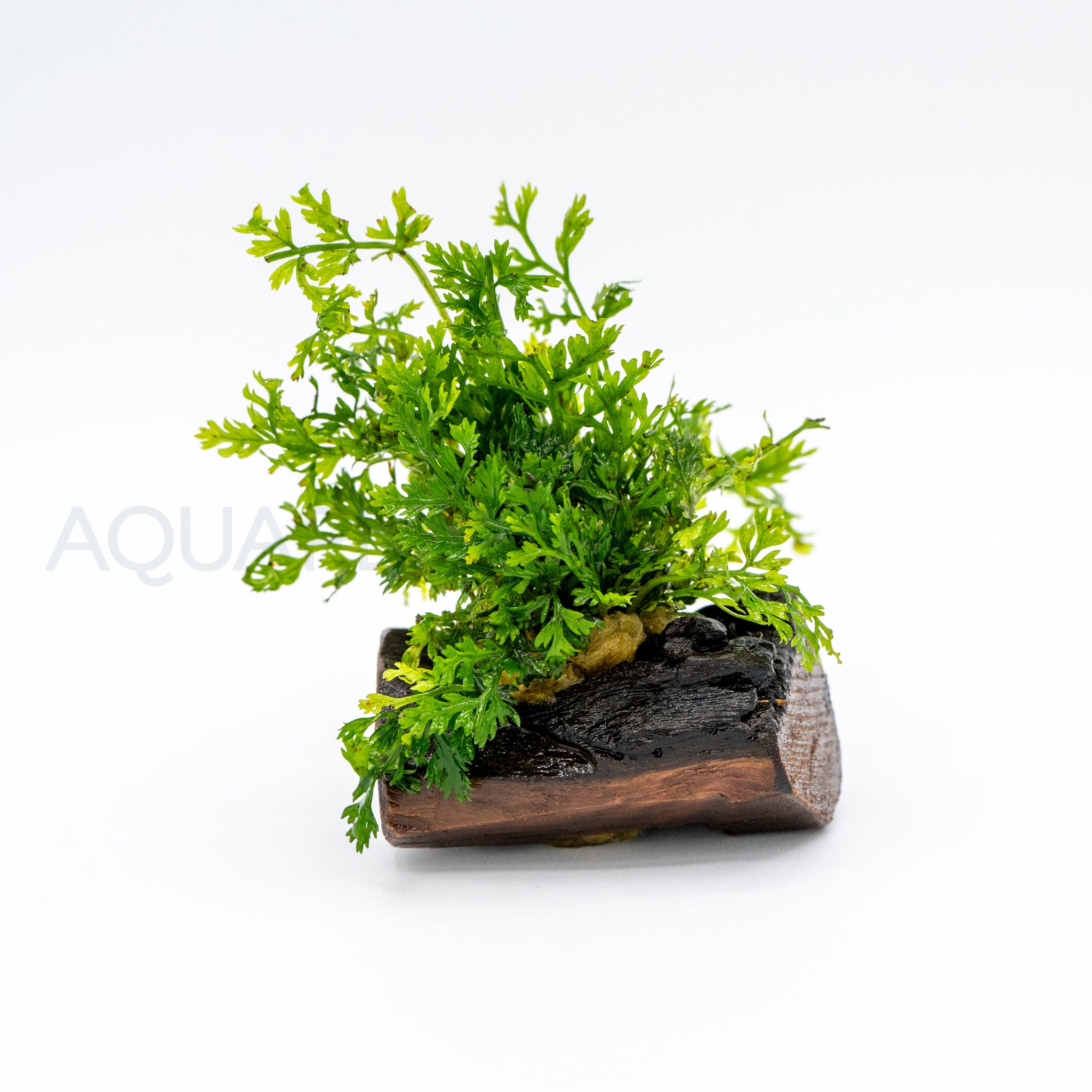 Bolbitis difformis on Nano Pterocarpus Wood aquarium plant on wood — Aquaplantz Canada