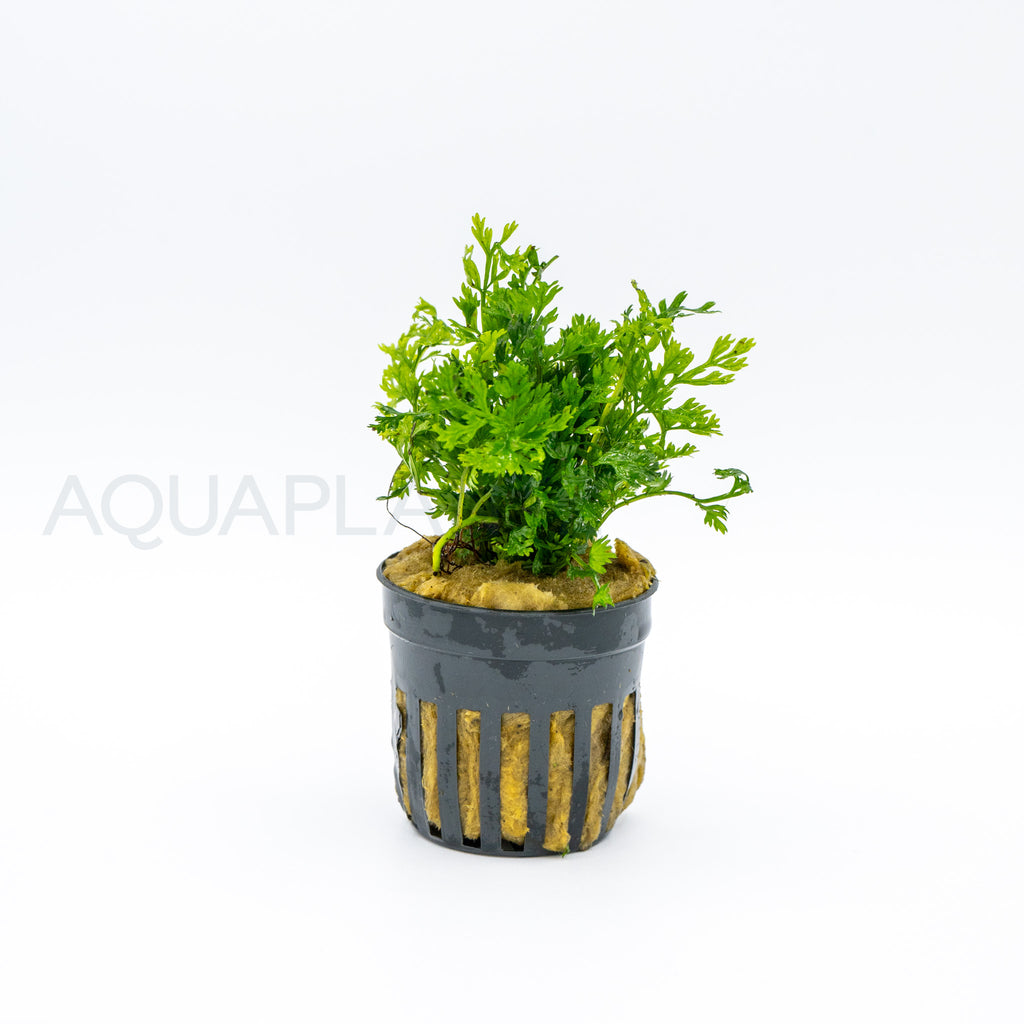 Bolbitis heteroclita difformis aquarium plant — Aquaplantz Canada
