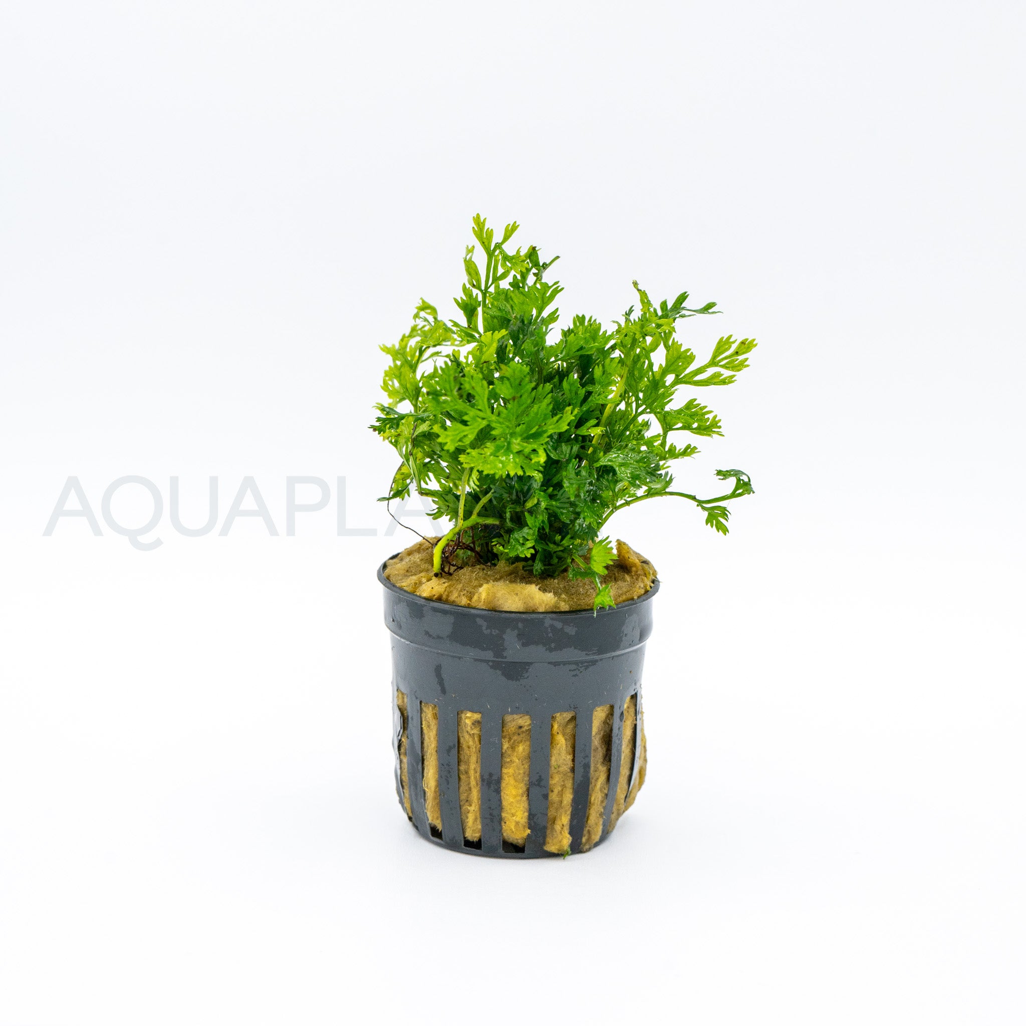 Bolbitis heteroclita difformis aquarium plant — Aquaplantz Canada