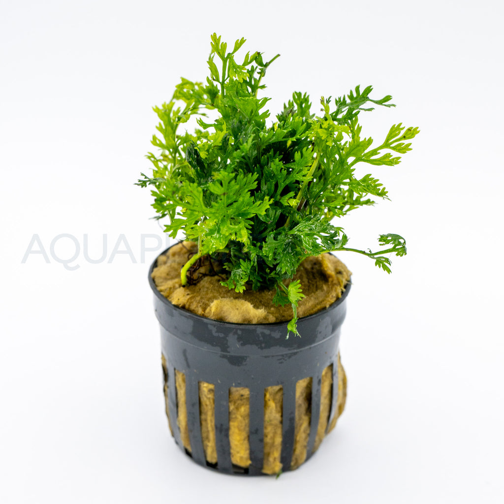 Bolbitis heteroclita difformis aquarium plant — Aquaplantz Canada