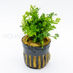 Bolbitis heteroclita difformis aquarium plant — Aquaplantz Canada