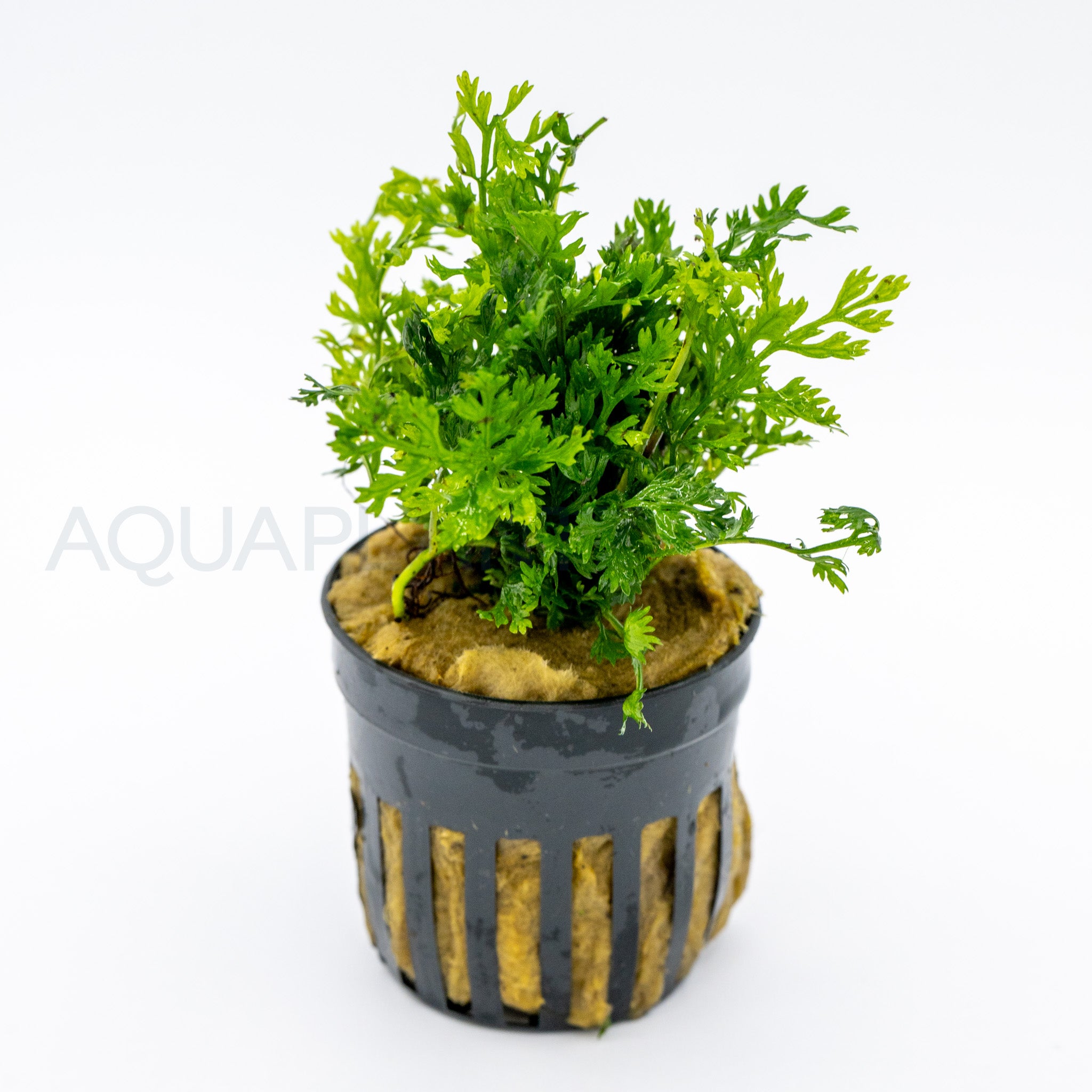 Bolbitis heteroclita difformis aquarium plant — Aquaplantz Canada