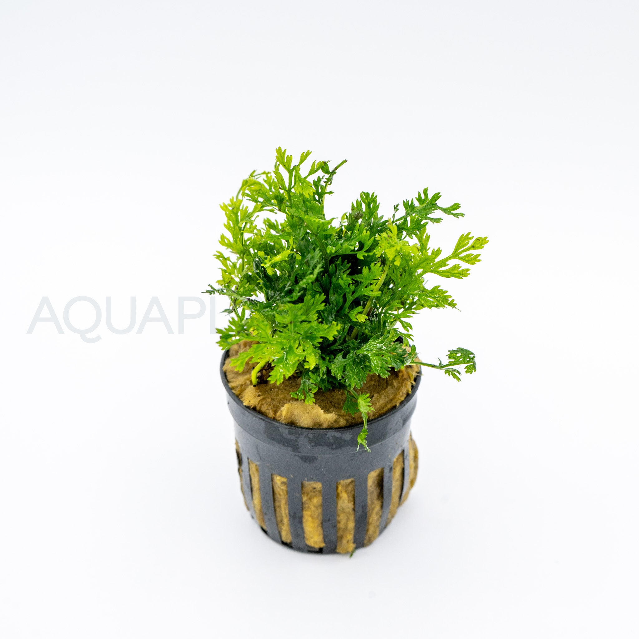 Bolbitis heteroclita difformis aquarium plant — Aquaplantz Canada