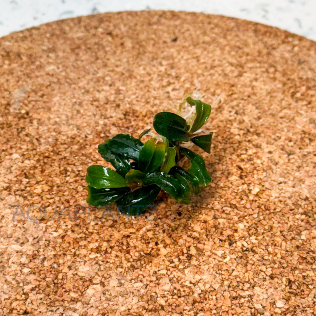 Bucephalandra Brownie Phoenix aquarium plant — Aquaplantz Canada
