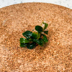 Bucephalandra Brownie Phoenix aquarium plant — Aquaplantz Canada