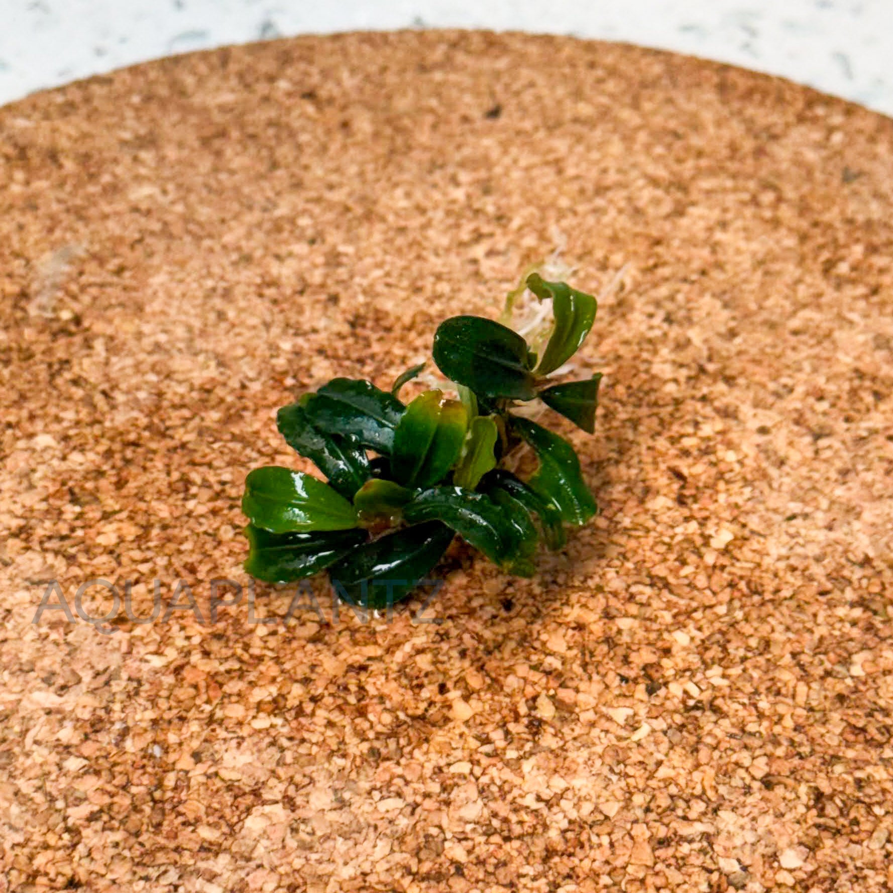 Bucephalandra Brownie Phoenix aquarium plant — Aquaplantz Canada