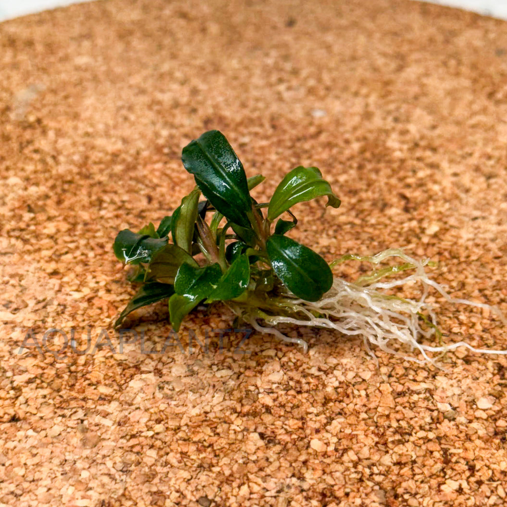 Bucephalandra Brownie Phoenix aquarium plant — Aquaplantz Canada