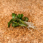 Bucephalandra Brownie Phoenix aquarium plant — Aquaplantz Canada