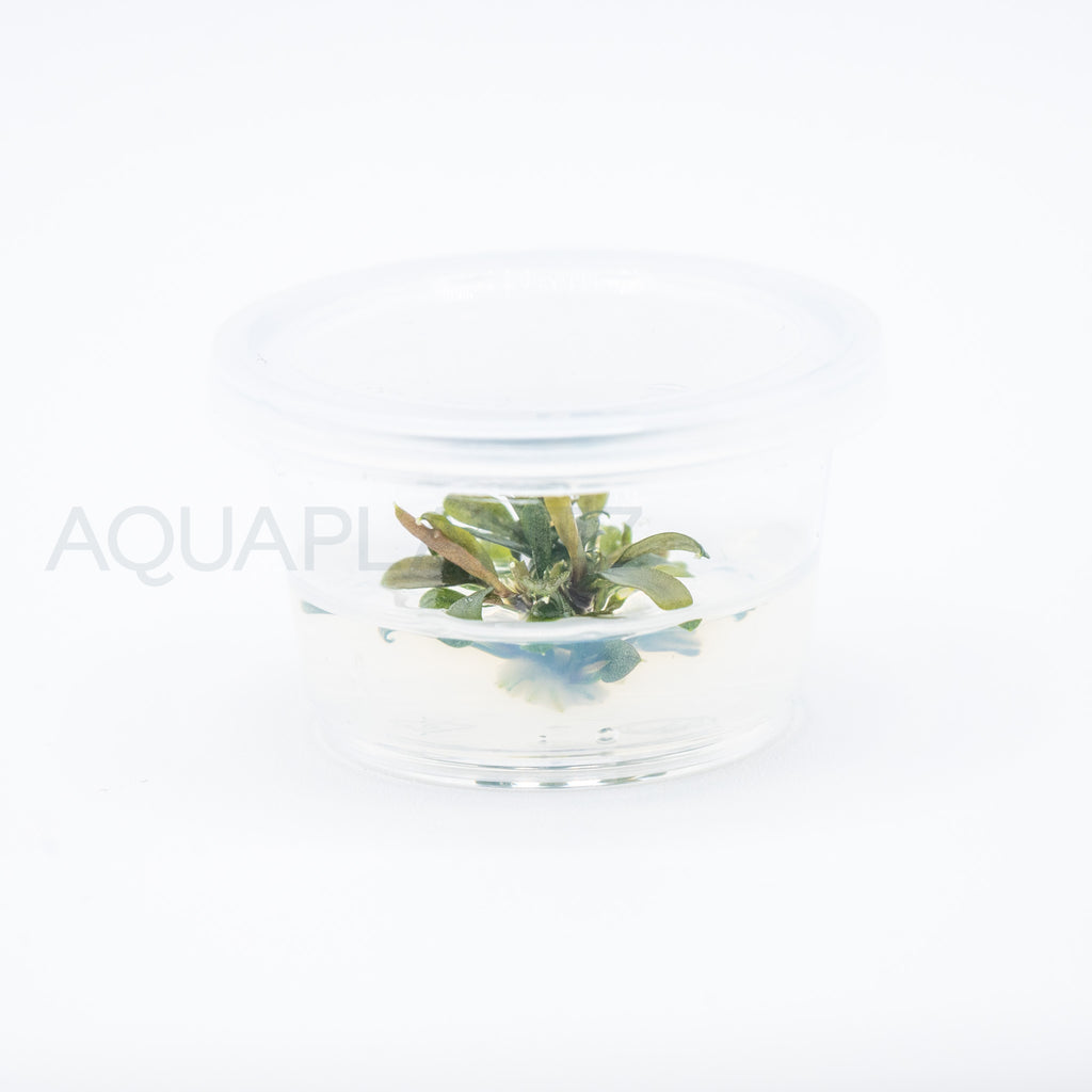 Bucephalandra brownie ghost T/C Small Cup tissue culture aquarium plant — Aquaplantz Canada