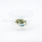 Bucephalandra brownie ghost T/C Small Cup tissue culture aquarium plant — Aquaplantz Canada