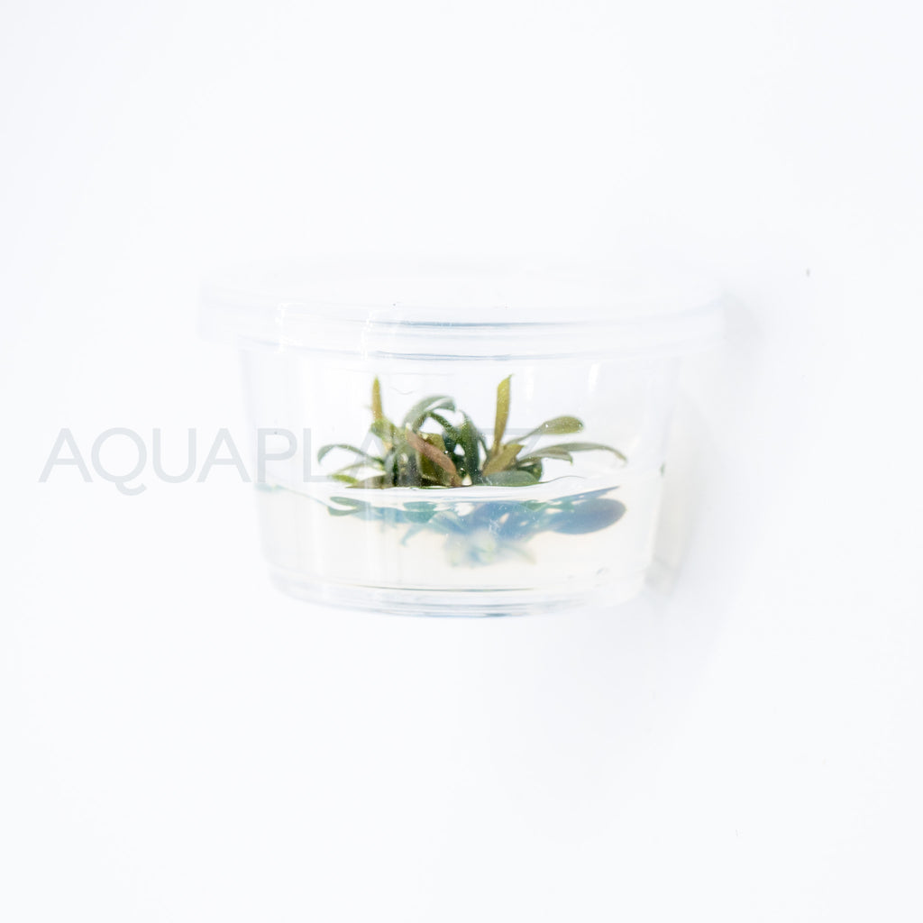 Bucephalandra brownie ghost T/C Small Cup tissue culture aquarium plant — Aquaplantz Canada