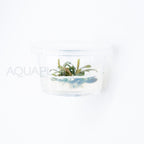 Bucephalandra brownie ghost T/C Small Cup tissue culture aquarium plant — Aquaplantz Canada