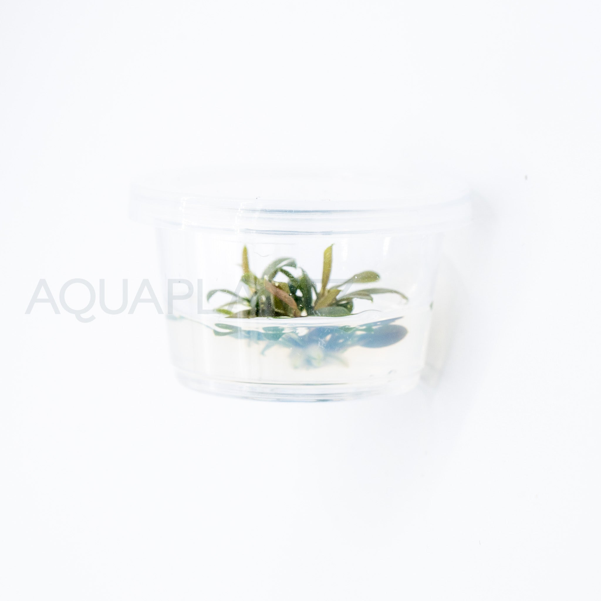 Bucephalandra brownie ghost T/C Small Cup tissue culture aquarium plant — Aquaplantz Canada