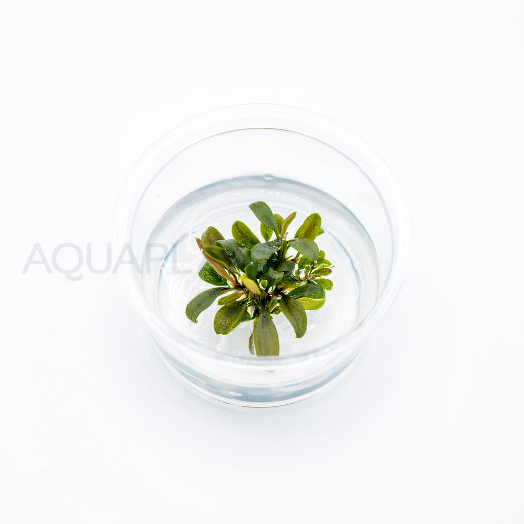 Bucephalandra brownie ghost T/C Small Cup tissue culture aquarium plant — Aquaplantz Canada