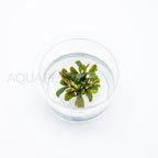 Bucephalandra brownie ghost T/C Small Cup tissue culture aquarium plant — Aquaplantz Canada