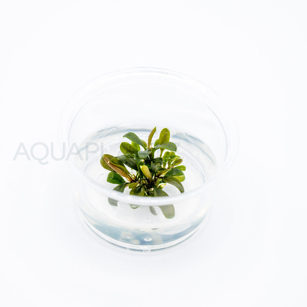 Bucephalandra brownie ghost T/C Small Cup tissue culture aquarium plant — Aquaplantz Canada