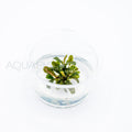 Bucephalandra brownie ghost T/C Small Cup tissue culture aquarium plant — Aquaplantz Canada