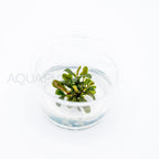 Bucephalandra brownie ghost T/C Small Cup tissue culture aquarium plant — Aquaplantz Canada