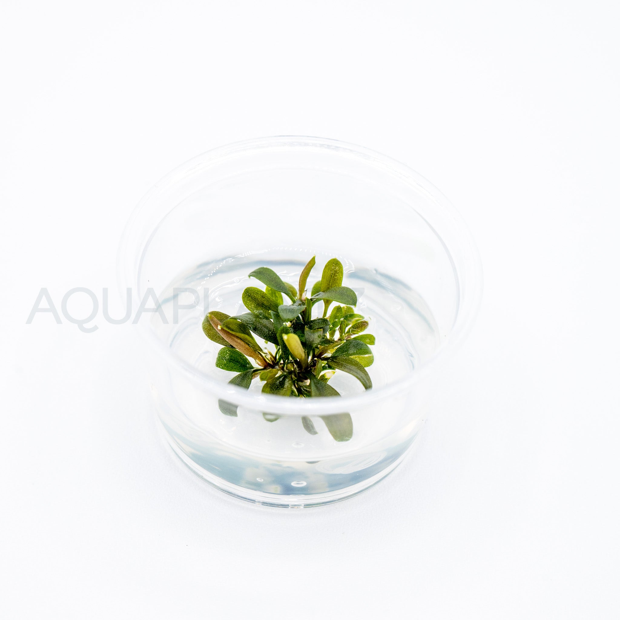 Bucephalandra brownie ghost T/C Small Cup tissue culture aquarium plant — Aquaplantz Canada