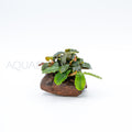 Bucephalandra Dwarf Mix on Pterocarpus Nano Wood aquarium plant on wood — Aquaplantz Canada