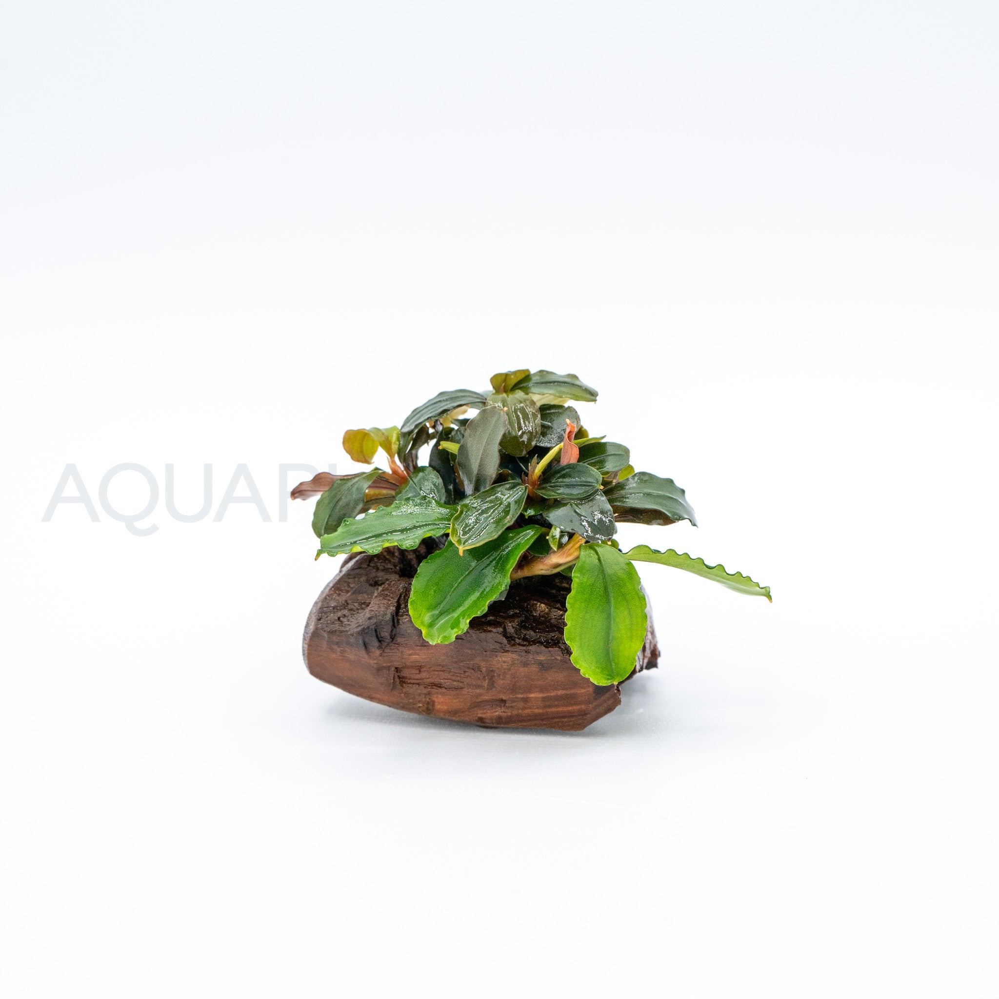 Bucephalandra Dwarf Mix on Pterocarpus Nano Wood aquarium plant on wood — Aquaplantz Canada