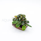Bucephalandra Dwarf Mix on Pterocarpus Nano Wood aquarium plant on wood — Aquaplantz Canada