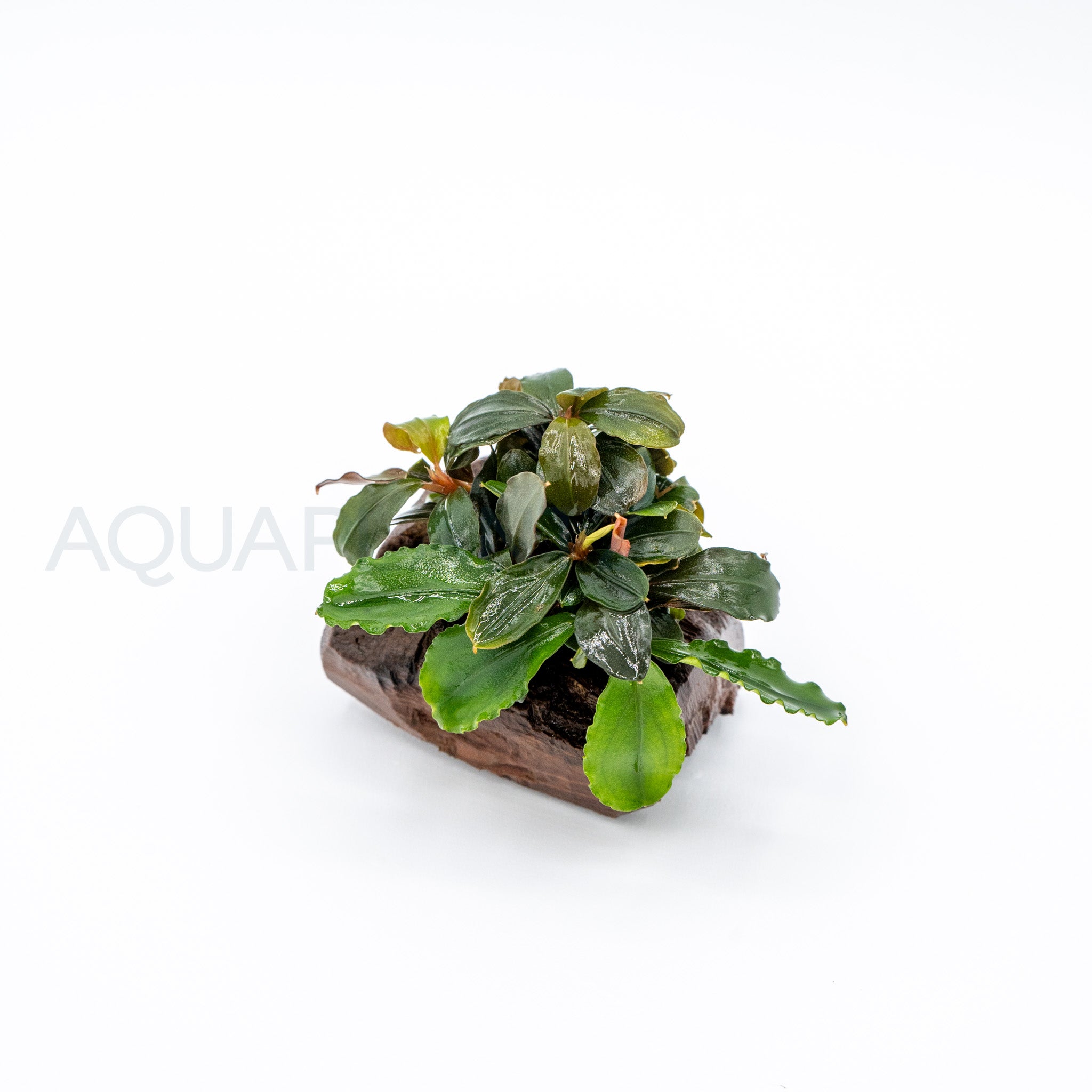 Bucephalandra Dwarf Mix on Pterocarpus Nano Wood aquarium plant on wood — Aquaplantz Canada