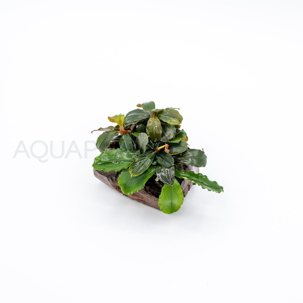Bucephalandra Dwarf Mix on Pterocarpus Nano Wood aquarium plant on wood — Aquaplantz Canada