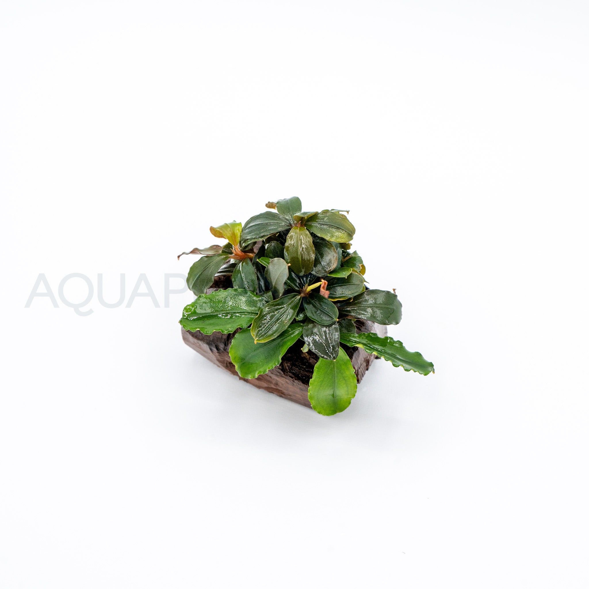 Bucephalandra Dwarf Mix on Pterocarpus Nano Wood aquarium plant on wood — Aquaplantz Canada