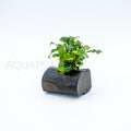 Bucephalandra Green Wavy on Nano Pterocarpus Wood aquarium plant on wood — Aquaplantz Canada