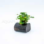 Bucephalandra Green Wavy on Nano Pterocarpus Wood aquarium plant on wood — Aquaplantz Canada